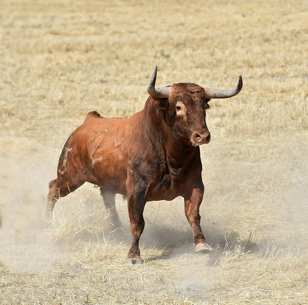 Španělský Býk Španělsku — Stock fotografie