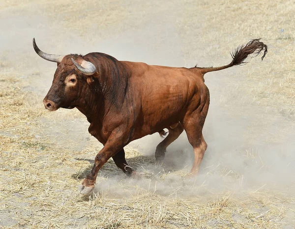 Gran Toro España —  Fotos de Stock