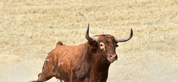 Nagy Bull Spanyolország — Stock Fotó