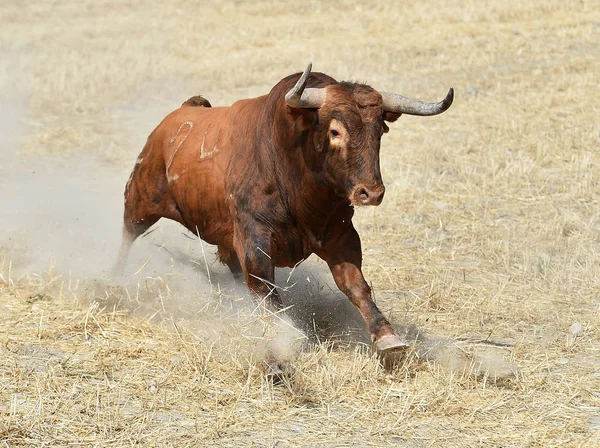 スペインの大きな牛 — ストック写真