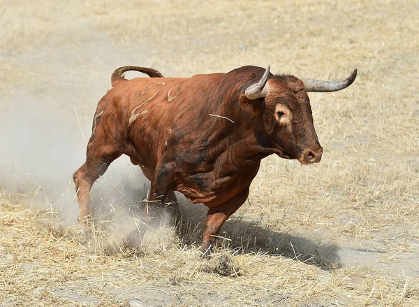 Stor Tjur Spanien — Stockfoto