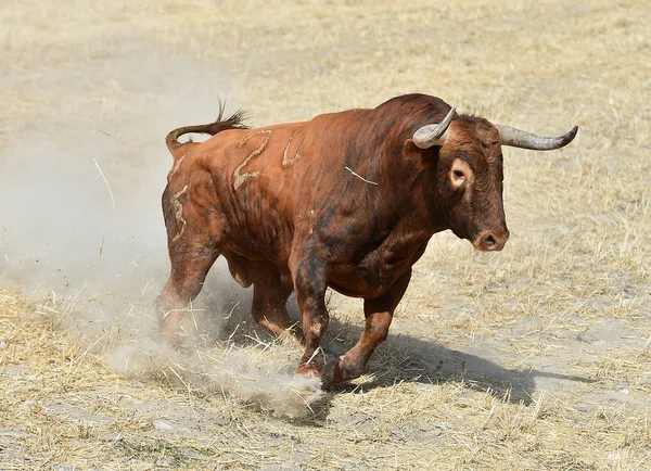 Grande Touro Espanha — Fotografia de Stock