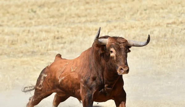 Grote Stier Spanje — Stockfoto