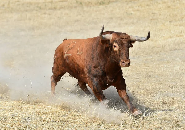 Grande Touro Espanha — Fotografia de Stock