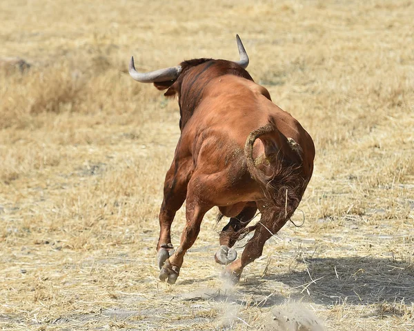 Grande Touro Espanha — Fotografia de Stock