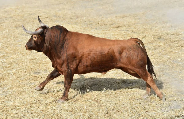 Grote Stier Spanje — Stockfoto