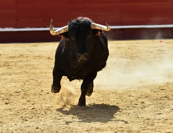 Grande Touro Espanha — Fotografia de Stock