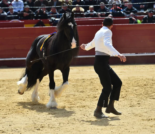 Gran Toro España — Foto de Stock