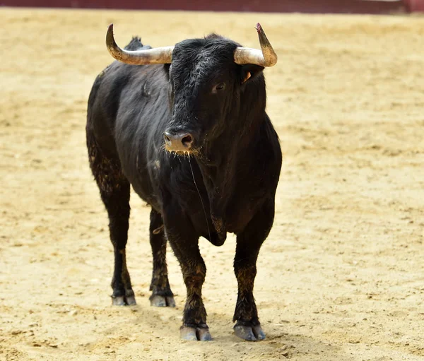 Nagy Bull Spanyolország — Stock Fotó