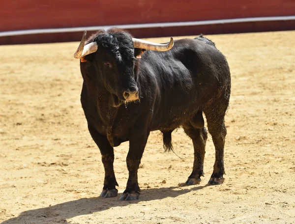Μεγάλο Ταύρο Στην Ισπανία — Φωτογραφία Αρχείου