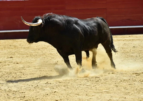 Grande Touro Espanha — Fotografia de Stock