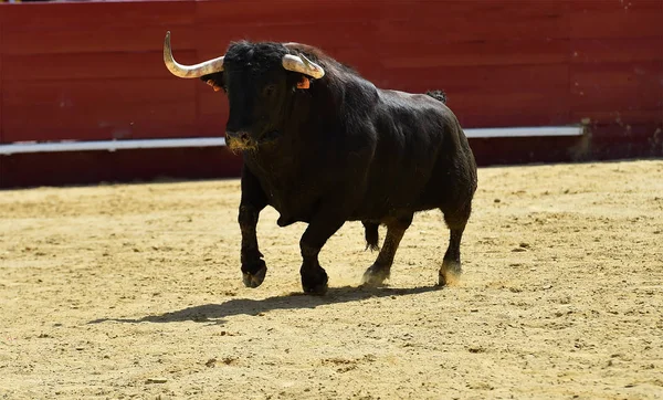 Grande Touro Espanha — Fotografia de Stock