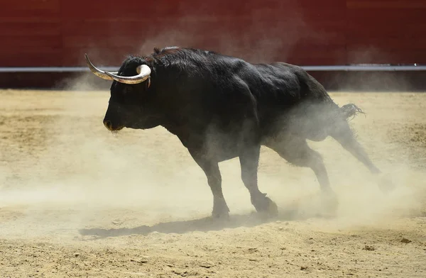 Grote Stier Spanje — Stockfoto