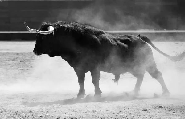 Tjuren Spanien Med Stora Horn — Stockfoto