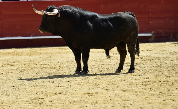 Toro España Con Cuernos Grandes —  Fotos de Stock