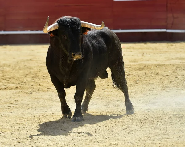 Toro Spagna Con Grandi Corna — Foto Stock