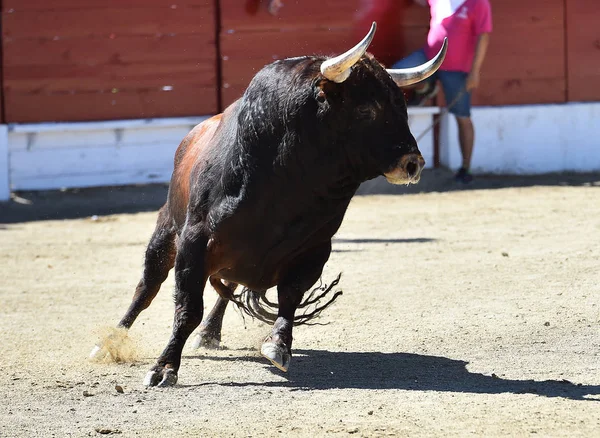 Tjuren Spanien Med Stora Horn — Stockfoto