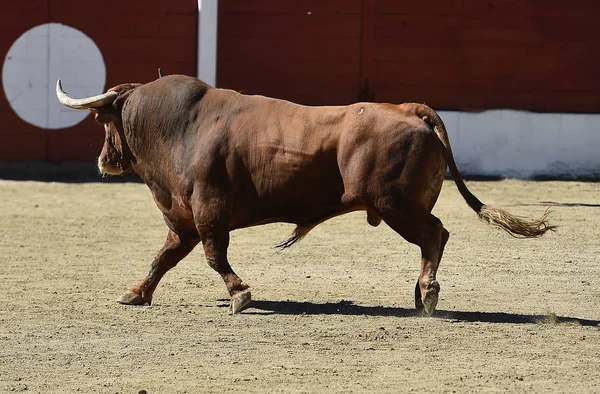 Toro Spagna Con Grandi Corna — Foto Stock