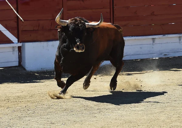 Stier Spanje Met Grote Hoorns — Stockfoto