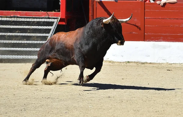 Bulle Spanien Mit Großen Hörnern — Stockfoto