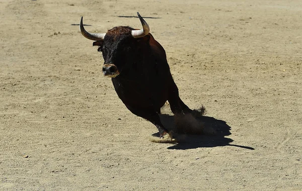 Bulle Spanien Mit Großen Hörnern — Stockfoto