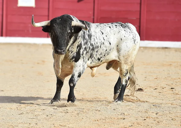 Toro Lucha Español Plaza Toros — Foto de Stock