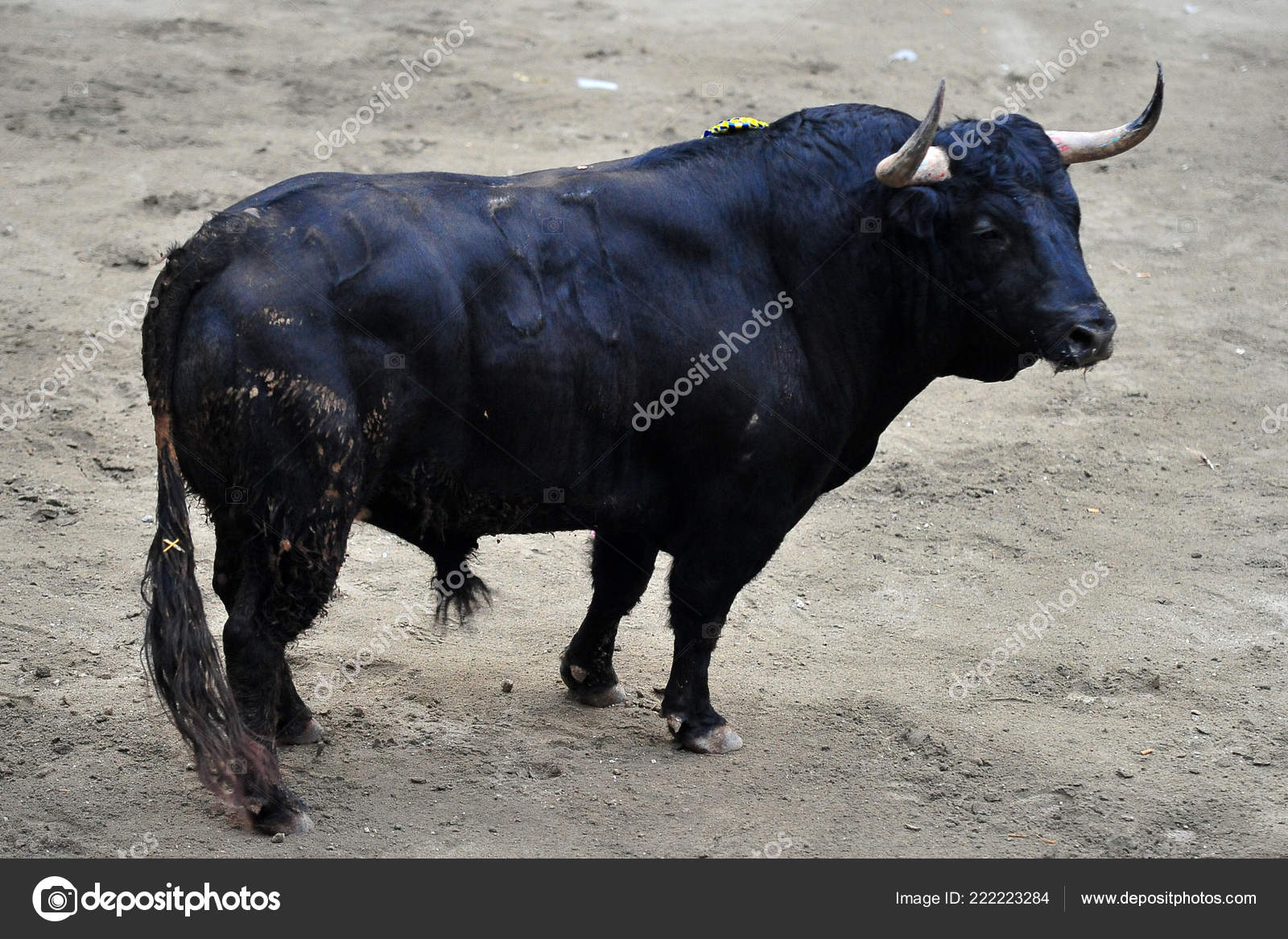 Spanish Fighting Bull Bullring Stock Photo Image By C Albertoclemares Hotmail Com Spanish Fighting Bull Bullring Stock Photo Image By C Albertoclemares Hotmail Com