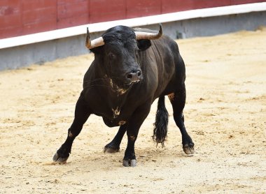 İspanya siyah boğa