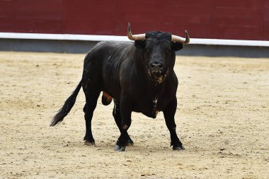İspanya siyah boğa