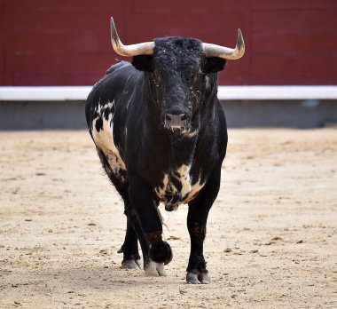 İspanya siyah boğa
