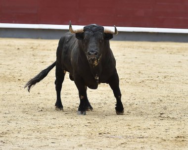 İspanya siyah boğa