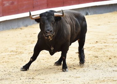 İspanya siyah boğa