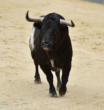 İspanya siyah boğa
