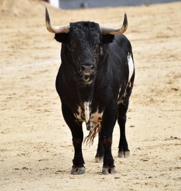 İspanya siyah boğa