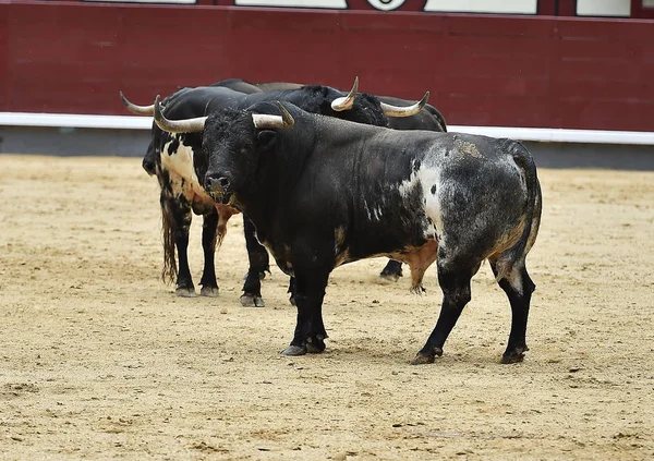 black bull in spain