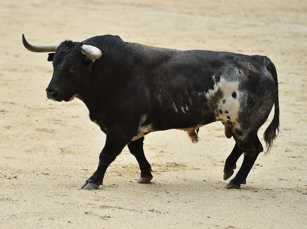 Черный Бык Испании — стоковое фото
