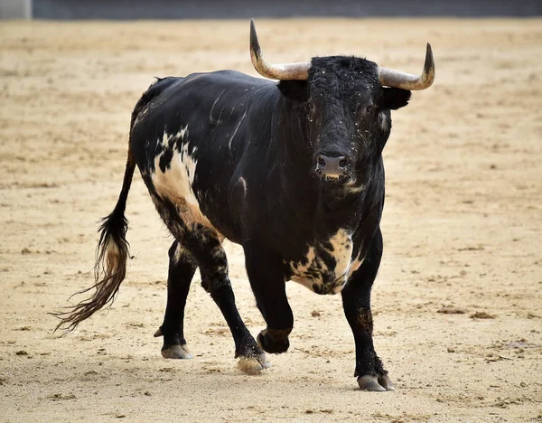 Zwarte Stier Spanje — Stockfoto