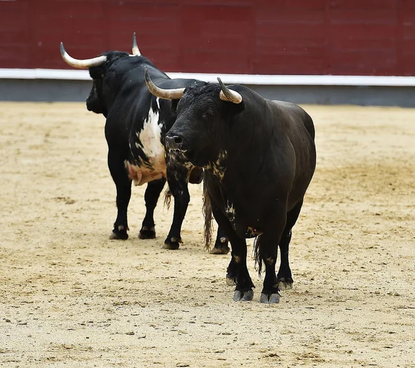 Black Bull Spain — Stock Photo, Image