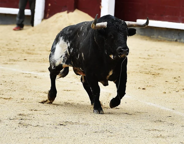 スペインの黒牛 — ストック写真