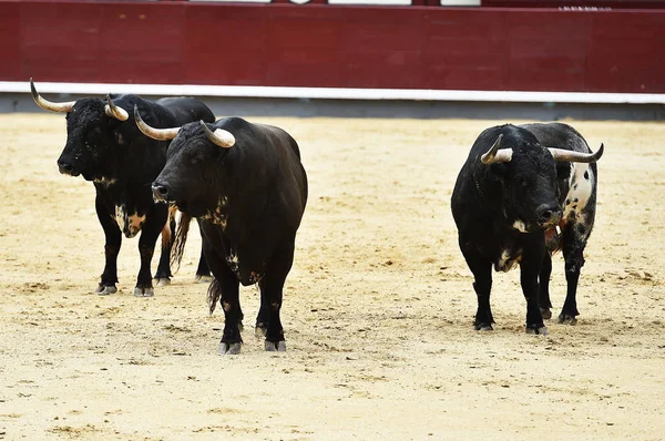 Black Bull Spain — Stock Photo, Image