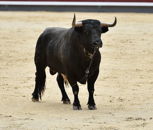 Toro Negro España —  Fotos de Stock