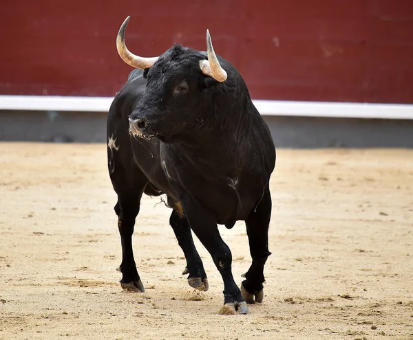 İspanya siyah boğa