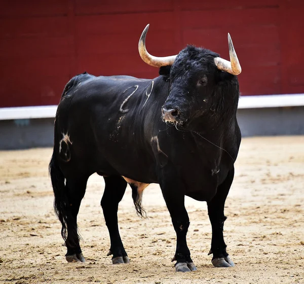 Toro Negro España — Foto de Stock