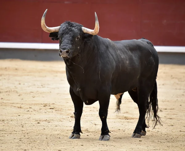 Svart Tjur Spanien — Stockfoto