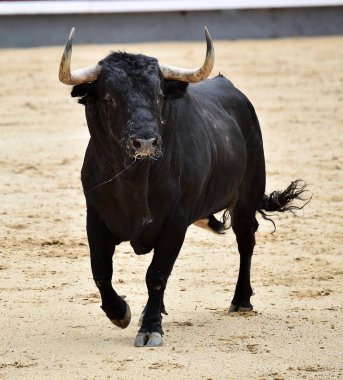 büyük boğa ile İspanya boğa güreşi
