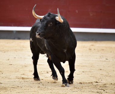 büyük boğa ile İspanya boğa güreşi