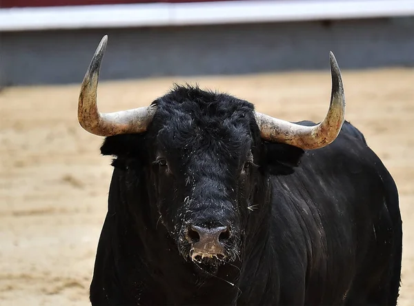 Touro Espanha Com Chifres Grandes — Fotografia de Stock