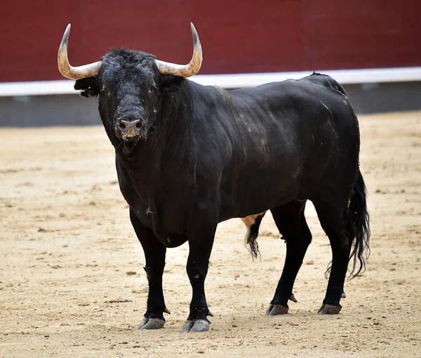 斗牛在西班牙与大牛 — 图库照片
