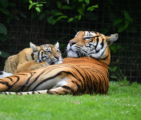 Tigre Bengala Safari — Fotografia de Stock