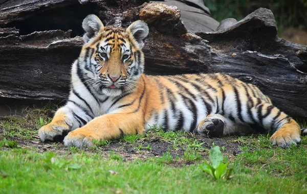 Tiger Bengal Safari — Stock Photo, Image